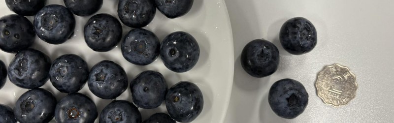 Jumbo blueberry