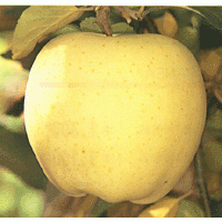 Golden Delicious 黃元帥 