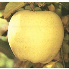 Golden Delicious 黃元帥 