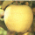 Golden Delicious 黃元帥 