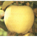 Golden Delicious 黃元帥 