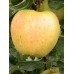 Golden Delicious 黃元帥 