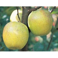 Orin  王林(每箱)/10KG