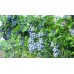 Blueberry (12packs/box)