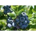 Blueberry (12packs/box)