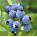 Blueberry (12packs/box)