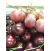 i-Tasmania Cherry (2Kg)
