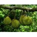 Durian