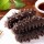 Adenophora Sea Cucumber
