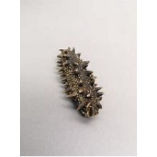 Catty Prickly Sea Cucumber