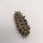 Catty Prickly Sea Cucumber