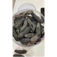 Catty Japan Hokkaido Prickly Sea Cucumber (Northwest)