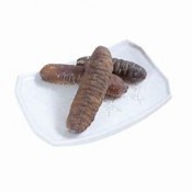 Sea Cucumber