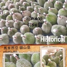 馬來西亞貓山皇