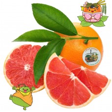 i-Cara Cara Orange 