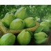 i-Guava 