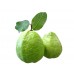 i-Guava 