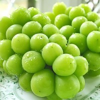 日本香印青提子 (300-800g/束 10束) 日本香印青提子 (300-800g/束 10束)