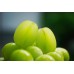 i-Okayama Shine Muscat (1/box/1kg) HOT