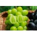 i-Okayama Shine Muscat (1/box/1kg) HOT