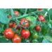Cherry tomato (50g x 10)