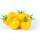 Cherry tomato-YELLOW (50g x 10)
