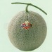 Water Melon
