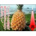 沖繩手撕菠蘿(每箱)