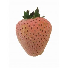 日本雪兔士多啤梨(每粒50g)