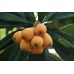 i-Loquat
