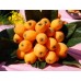 i-Loquat