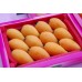 i-Loquat
