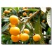 i-Loquat