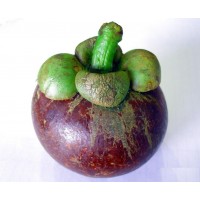 i-Mangosteen