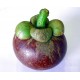 i-Mangosteen