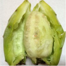 Cactus Pear