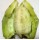 Cactus Pear