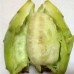 Cactus Pear