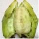 Cactus Pear