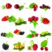 Mulberry