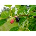 Mulberry
