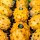 i-Kiwano