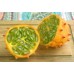 i-Kiwano