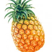 i-Pineapple