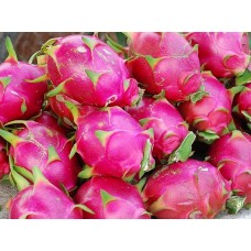 Dragon fruit