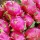 Dragon fruit