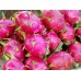 Dragon fruit