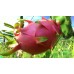 Dragon fruit