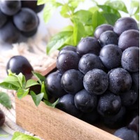 貓眼葡萄 (8-10束) 貓眼葡萄 (8-10束)