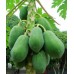 木瓜 夏威夷Papaya (每箱4-8個)